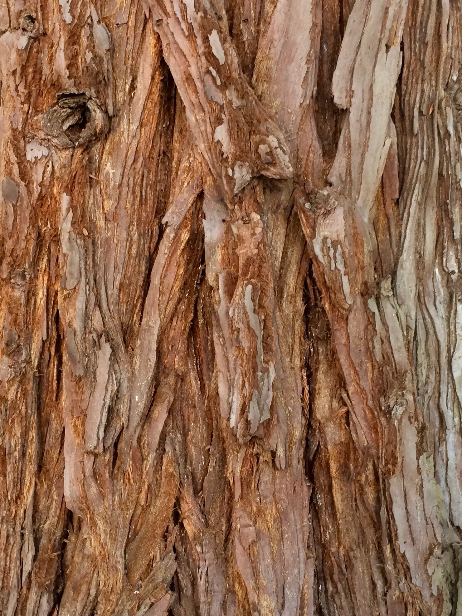 Bark